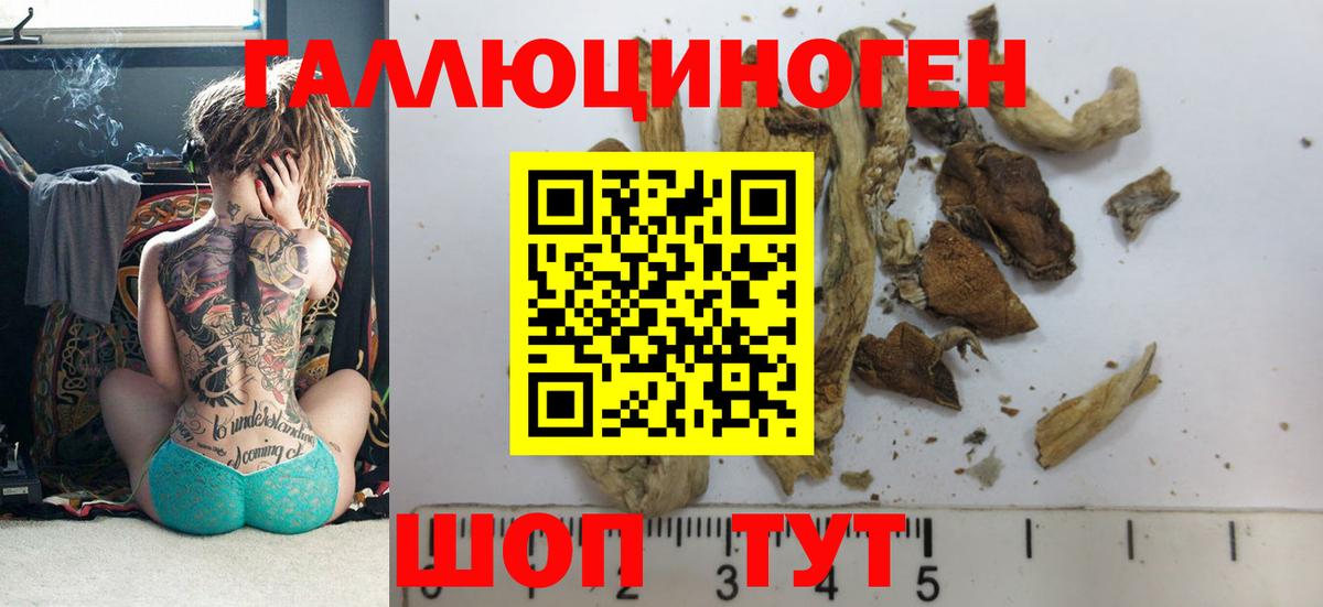 Галлюциногенные грибы Psilocybine cubensis Северодвинск